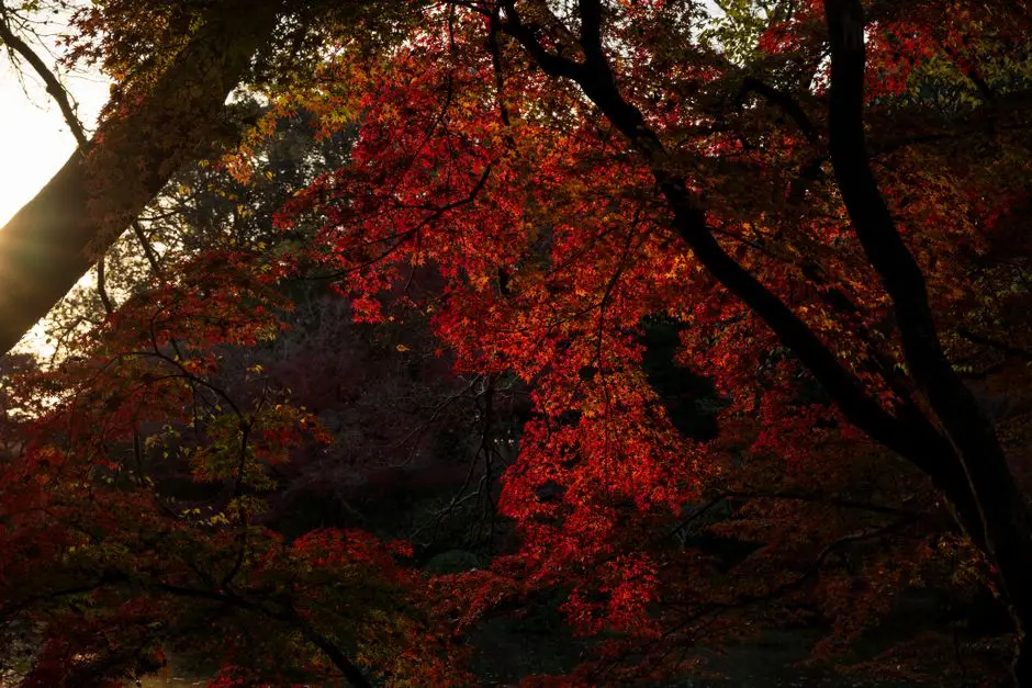 أوراق أشجار بألوان الخريف تشبه بيوم Dappled Forest في ماين كرافت تحديث الجديد