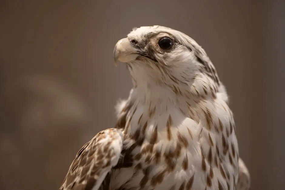 صقر إماراتي يرمز لنموذج Falcon H1 Arabic ضمن نماذج الذكاء الاصطناعي العربية